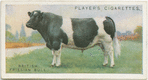 British Friesian bull.