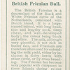 British Friesian bull.