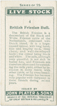 British Friesian bull.