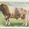 Dairy Shorthorn bull.