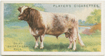 Dairy Shorthorn bull.