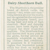 Dairy Shorthorn bull.