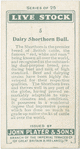 Dairy Shorthorn bull.