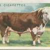 Hereford bull.