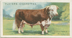 Hereford bull.