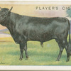 Kerry bull.