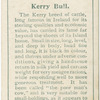 Kerry bull.