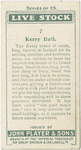 Kerry bull.