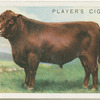 Red Poll bull.