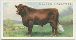 Red Poll bull.