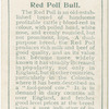 Red Poll bull.