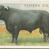 Welsh bull.
