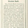 Welsh bull.