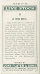Welsh bull.
