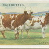 Ayrshire cows.