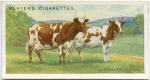 Ayrshire cows.