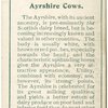 Ayrshire cows.