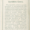 Ayrshire cows.