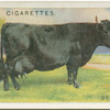 Dexter cow.