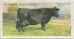 Dexter cow.
