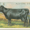 Kerry cow.