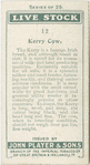 Kerry cow.