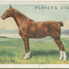 Hackney mare.
