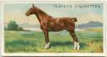 Hackney mare.