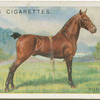 Hackney Pony stallion.