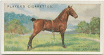 Hackney Pony stallion.