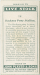 Hackney Pony stallion.