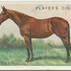 Hunter filly.