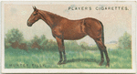Hunter filly.