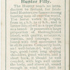 Hunter filly.