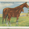 Hunter mare and foal.