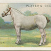 Percheron Mare.
