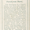 Percheron Mare.