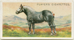 Percheron Stallion.