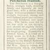 Percheron Stallion.