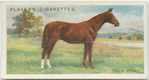 Polo Pony.