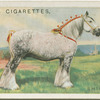 Shire Mare.