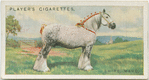 Shire Mare.