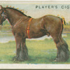 Shire Stallion.