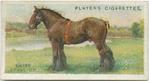 Shire Stallion.