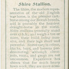 Shire Stallion.