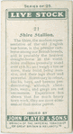 Shire Stallion.