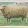 Roscommon Three Shear Ram.