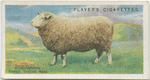 Roscommon Three Shear Ram.