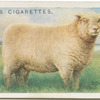 Southdown Two Shear Ram.