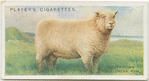 Southdown Two Shear Ram.